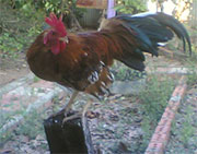 mypapit chicken and cock